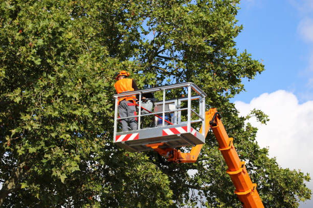 Reliable Liberty, PA  Tree Services Solutions