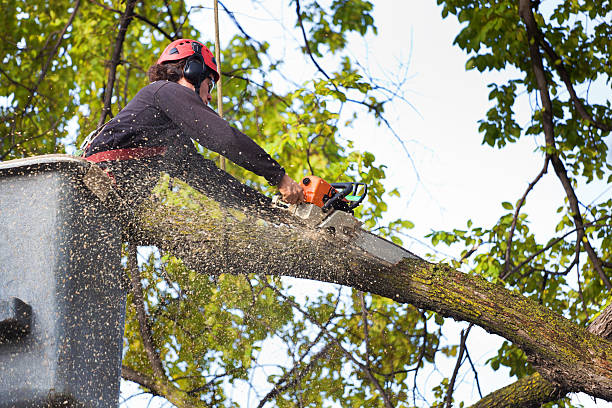 Why Choose Our Tree Removal Services in Liberty, PA?